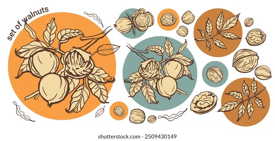 Vetor isolado conjunto de nozes em estilo vintage. Folhas desenhadas à mão e coleta de peças de noz alimentar saudável natural. Ilustração de vetor de aperitivo de dieta. Ingrediente para manteiga de noz e pasta. Plano de fundo claro