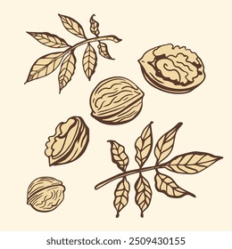 Conjunto de Vector aislado de nueces en estilo vintage. Hojas dibujadas a mano y colección natural de trozos de nueces de alimentos saludables. Ilustración vectorial de refrigerios dietéticos. Ingrediente para la mantequilla y pasta de nueces. Fondo claro