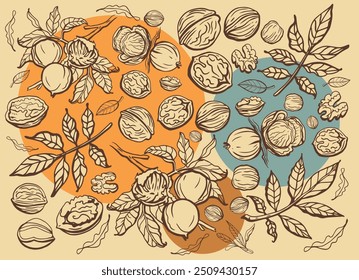 Isolierte Vektorgrafik von Walnüssen im Vintage-Stil. Handgezeichnete Blätter und natürliche gesunde Lebensmittel Nuss Stücke Sammlung. Diät-Snack, Vektorgrafik. Zutat für Nussbutter und Paste. heller Hintergrund