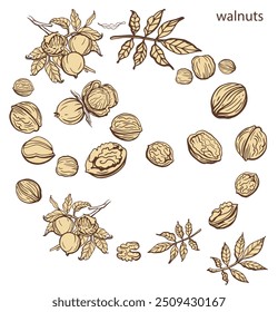 Vetor isolado conjunto de nozes em estilo vintage. Folhas desenhadas à mão e coleta de peças de noz alimentar saudável natural. Ilustração de vetor de aperitivo de dieta. Ingrediente para manteiga de noz e pasta. Plano de fundo claro