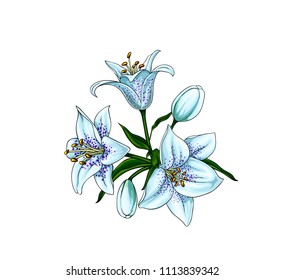 Isolated vector set of white spotted lilium flowers with buds and leaves. Elegant bouquet composition.