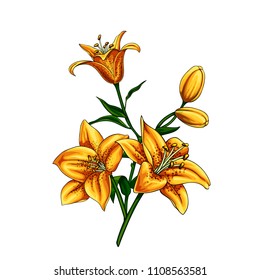 Isolated vector set of yellow spotted lilium flowers with buds and leaves. Elegant bouquet composition.