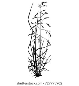 Isolated vector silhouette of bluegrass plant. (Boa pratensis.) Wild summer meadow grass.