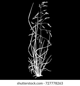 Isolated vector silhouette of bluegrass plant. (Boa pratensis.) Wild summer meadow grass. White image on black background.