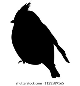 Isolated vector silhouette of a Bohemian Waxwing bird. (Bombycilla garrulus). 