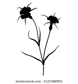 Isolated vector silhouette of a meadow flower. Corn Cockle. Agrostemma Githago. 