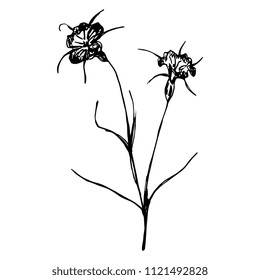 Isolated vector silhouette of a meadow flower. Corn Cockle. Agrostemma Githago. Hand drawn sketch.