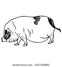 Isolated vector silhouette of a pig. Hand drawn linear doodle sketch.
