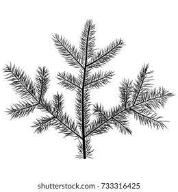 Isolated vector silhouette of a pine twig.