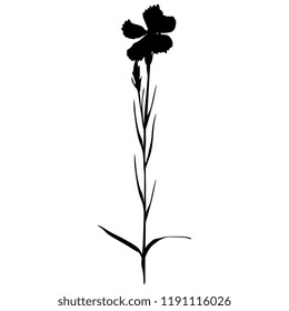Isolated vector silhouette of a single branch of wild carnation flower.