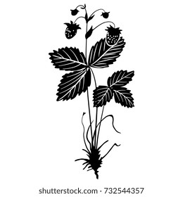 Isolated vector silhouette of a strawberry plant.