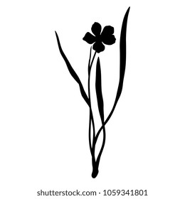 Isolated vector silhouette of wild Alpine flower Ranunculus Pyrenaeus.