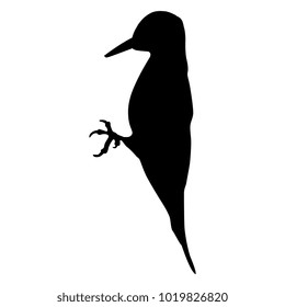 Isolated vector silhouette of a woodpecker.