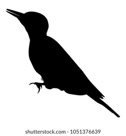 Isolated vector silhouette of a woodpecker. (Dendrocopos major). 