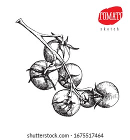 Isolated vector sketch of big and small tomatoes on a branch