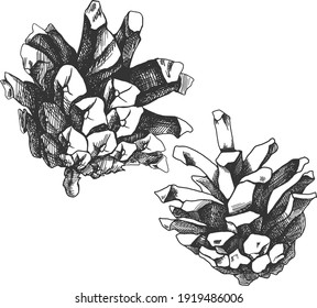 Isolated vector sketch illustration. Hand drawing pine cone. Forest elements.