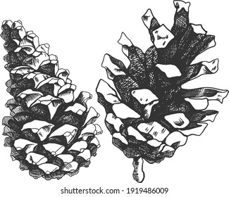 Isolated vector sketch illustration. Hand drawing pine cone. Forest elements.