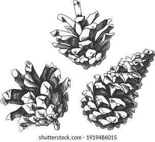 Isolated vector sketch illustration. Hand drawing pine cone. Forest elements.