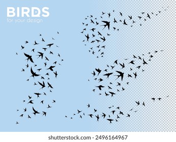 Isolated vector swallows outline. Silhouettes of flocks of flying birds