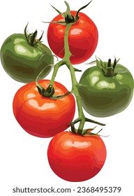 Isolated vector tomato red and green