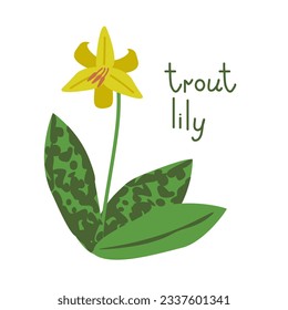 Isolated vector trout lily flower illustration
