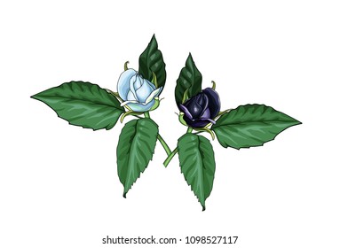 Isolated vector of two half open roses - white and black - with big leaves
