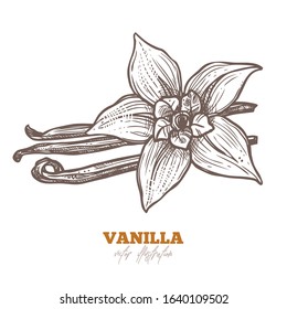 Isolated vector vanilla flower with sticks on white. Aroma spices illustration. Hand drawn botanical sketch