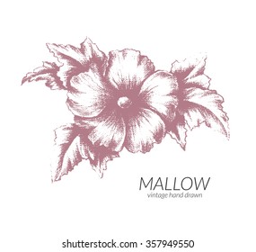 Isolated vector vintage mallow flower for retro design. Monochromatic floral decoration. 