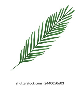 Isolated Vector watercolor palm leaf