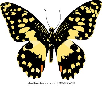 Isolated vector of a yellow lime butterfly