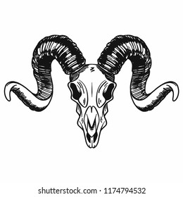 isolated   vectorized hand drawn ram skull in black   white