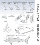 Isolated vectorized silhouettes on anatomical details of sharks, their eggs, mating, the smallest and largest species, and on crafts made with shark remains.