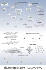 Isolated vectorized silhouettes on anatomical details of sharks, their systematics, and mating behavior