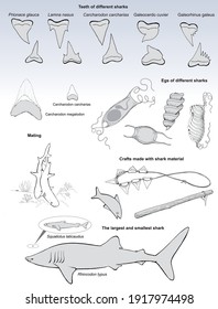 Isolated vectorized silhouettes on anatomical details of sharks, their eggs, mating, the smallest and largest species, and on crafts made with shark remains.