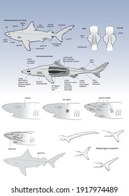 307 Shark anatomy Images, Stock Photos & Vectors | Shutterstock