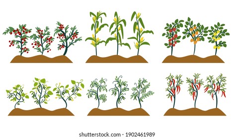 Isolated vegetable plant collection. Set of various organic garden elements. Tomato, cor, peas, cucumber, pepper, chilli cartoon clipart.