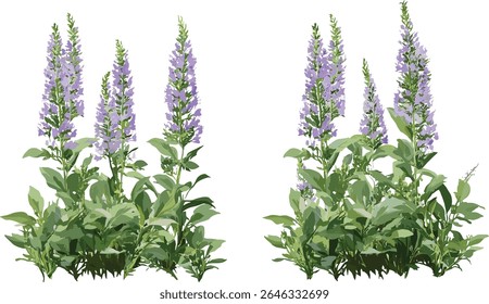 Veronica teucrium y Veronica gentianoides aisladas, árbol, Ilustración vectorial, hierbas silvestres, arbustos con flores, flora de prado, plantas naturales, ilustración botánica.