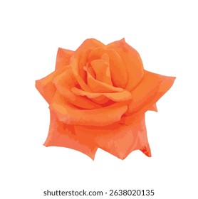 Isolated vibrant orange hybrid tea rose (Rosa sp.) on white background. High-resolution vector EPS 10 format ideal for design, print, cosmetic and romantic-themed projects.