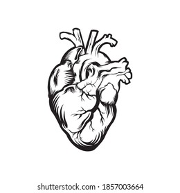 isolated vintage black and white anatomical human heart organ vector illustration