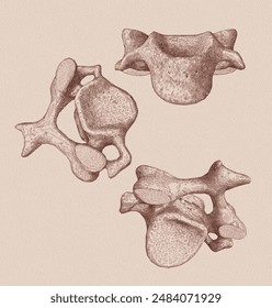 Isolated, vintage, medica lillustration of C3 cervical bone, diffirent view angle.