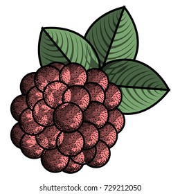 Isolated vintage raspberry on a white background, Vector illustration