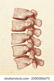 Isolated, vintage, stippling lumbar vertebrae. Medical illustration.