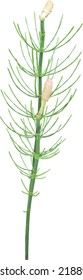 Isolated Water Horsetail (Equisetum Fluviatile) Wetland Family Equisetaceae