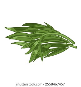 Isolated water spinach, vegetables vector hand drawing illustration,Green leaves and whole part of water spinach on white background.Chinese cabbage.Hight fiber food, hot pot ingredients.