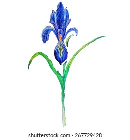 isolated watercolor style violet iris
