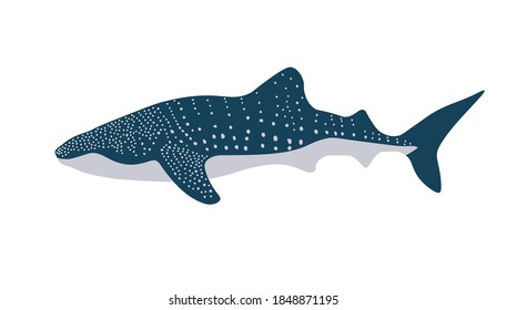 Isolated Whale Shark in flat style on white background. A rare disappearing shark species. Stok vector illustration.