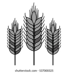 Isolated wheat ear design