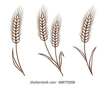 isolated wheat ears set on white background.