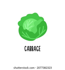 Isolated white cabbage clipart. Vector image.