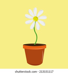 an isolated white flower on a flowerpot